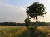 Drzewko
